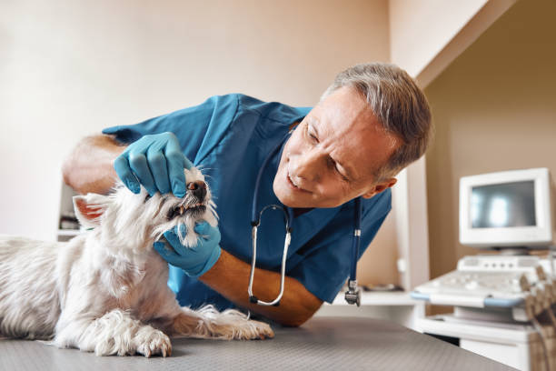 Best Emergency Dental Care for Abscessed Tooth in Kendall, FL
